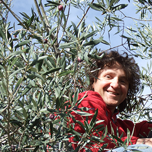 Rolf Hänggi auf dem Olivenbaum